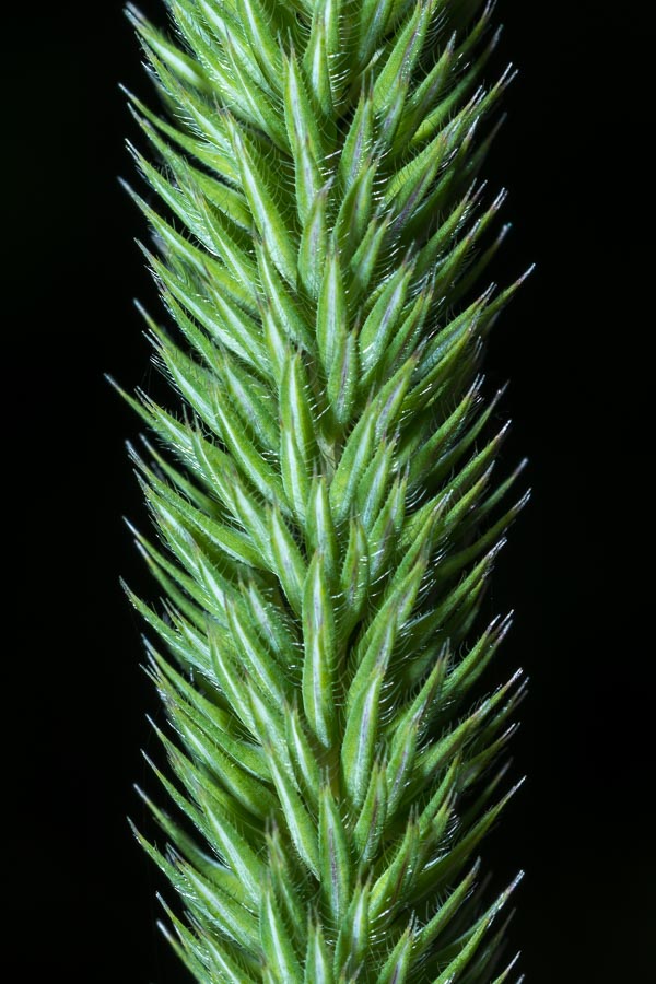 Poacea 2 su ofiolite